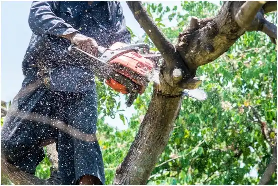 tree services Tamaqua